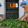 LAS Bột màu lá cẩm tím nguyên chất, tạo màu tím cho xôi, chè, bánh – 66.960₫ 4