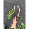 Linh Sam 86 Mini Thanh Lý Hàng Lỗi - Giá Chỉ 75.000 Tiết Kiệm Ngay 2