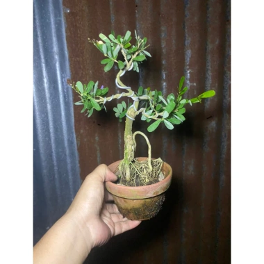 Linh Sam Mini Đã Vào Chậu - Giá 99.000₫ Giảm Đặc Biệt, Chất Lượng Cao, Thích Hợp Không Gian Nhỏ 2