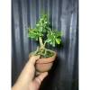 Linh Sam Mini Đã Vào Chậu - Giá 99.000₫ Giảm Đặc Biệt, Chất Lượng Cao, Thích Hợp Không Gian Nhỏ 3