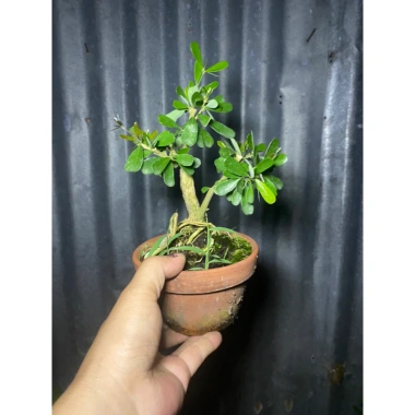 Linh Sam Mini Đã Vào Chậu - Giá 99.000₫ Giảm Đặc Biệt, Chất Lượng Cao, Thích Hợp Không Gian Nhỏ 3