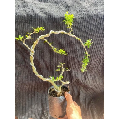 Linh Sam Mini Đặc Biệt Bán Nguyệt và Vòng Tròn - Giá chỉ 98.000đ, Giá gốc 120.540đ