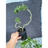 Linh Sam Mini Đặc Biệt Bán Nguyệt và Vòng Tròn - Giá chỉ 98.000đ, Giá gốc 120.540đ 2