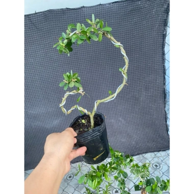 Linh Sam Mini Đặc Biệt Bán Nguyệt và Vòng Tròn - Giá chỉ 98.000đ, Giá gốc 120.540đ