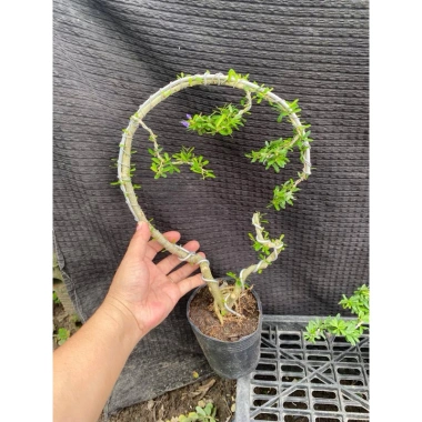 Linh Sam Mini Đặc Biệt Bán Nguyệt và Vòng Tròn - Giá chỉ 98.000đ, Giá gốc 120.540đ 4 Linh Sam Mini Đặc Biệt Bán Nguyệt và Vòng Tròn - Giá chỉ 98.000đ, Giá gốc 120.540đ 4