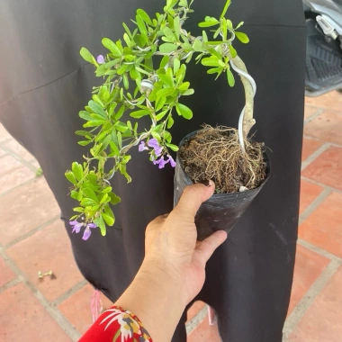 Linh sam siêu bông, cây bé hơn ngón tay, tán dài 20‑30cm, rụng hoa, chỉ 68.000₫ Linh sam siêu bông, cây bé hơn ngón tay, tán dài 20‑30cm, rụng hoa, chỉ 68.000₫