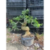 Linh Sam Siêu Bông Cây Như Ảnh Mẫu Giá Gốc 567k Giảm Đến 450k Độ Bền Cao Thân Thiện Môi Trường