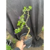 Linh Sam Tím Than Gốc Lùn 115k - Tươi Ngon, Thảo Dược Tự Nhiên, Hỗ Trợ Giảm Cân