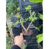 Linh Sam Tím Than Gốc Lùn 115k - Tươi Ngon, Thảo Dược Tự Nhiên, Hỗ Trợ Giảm Cân 2