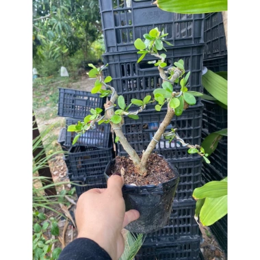 Linh Sam Tím Than Gốc Lùn 115k - Tươi Ngon, Thảo Dược Tự Nhiên, Hỗ Trợ Giảm Cân 2