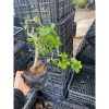 Linh Sam Tím Than Gốc Lùn 115k - Tươi Ngon, Thảo Dược Tự Nhiên, Hỗ Trợ Giảm Cân 3