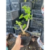 Linh Sam Tím Than Gốc Lùn 115k - Tươi Ngon, Thảo Dược Tự Nhiên, Hỗ Trợ Giảm Cân 4