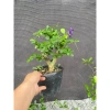 Linh Sam Tím Than Thịt Gà Tươi Ngon, Giảm Giá Đặc Biệt 90.000đ - An Toàn, Dinh Dưỡng, Giao Nhanh, Giá Chỉ 90.000đ