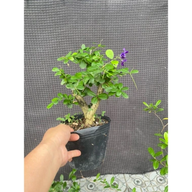 Linh Sam Tím Than Thịt Gà Tươi Ngon, Giảm Giá Đặc Biệt 90.000đ - An Toàn, Dinh Dưỡng, Giao Nhanh, Giá Chỉ 90.000đ