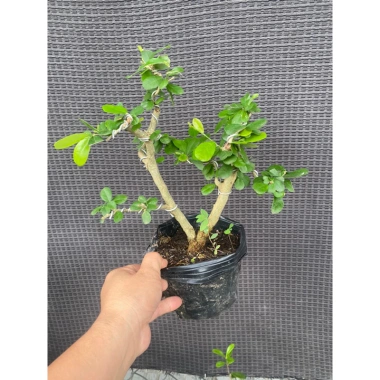 Linh Sam Tím Than Thịt Gà Tươi Ngon, Giảm Giá Đặc Biệt 90.000đ - An Toàn, Dinh Dưỡng, Giao Nhanh, Giá Chỉ 90.000đ 2