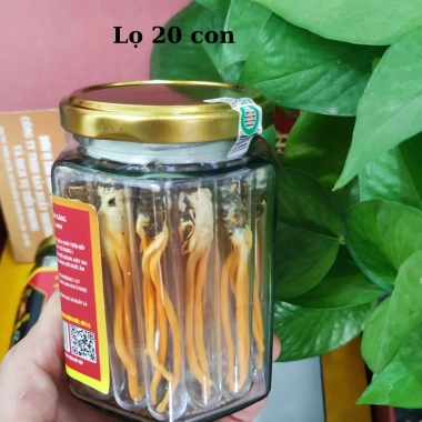 Lọ 20-50 Con Đông Trùng Hạ Thảo Sấy Thăng Hoa Loại 1 - Giá 550.000đ, Tăng Cường Sức Khỏe