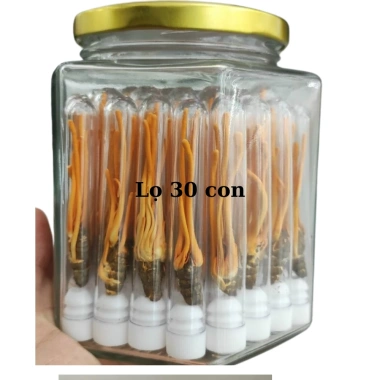 Lọ 20-50 Con Đông Trùng Hạ Thảo Sấy Thăng Hoa Loại 1 - Giá 550.000đ, Tăng Cường Sức Khỏe 4 Lọ 20-50 Con Đông Trùng Hạ Thảo Sấy Thăng Hoa Loại 1 - Giá 550.000đ, Tăng Cường Sức Khỏe 4