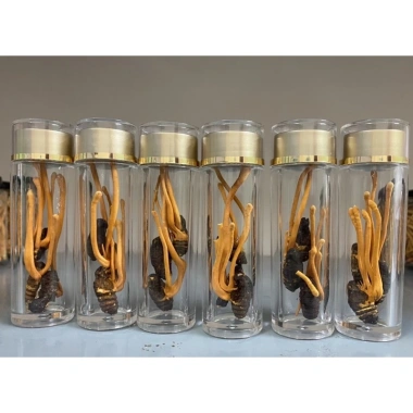 Lọ 3 con Đông Trùng Hạ Thảo - Tăng đề kháng, hỗ trợ sức khỏe, giá tận xưởng 75.000 VND