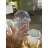 Lốc 50 Cốc nhựa PP 360ml‑700ml Dùng 1 lần cho quán cafe, trà sữa takeaway 55.555₫ 4