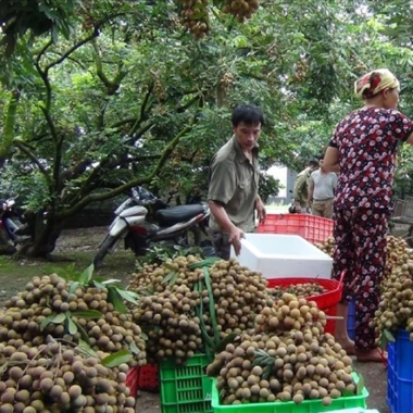 Long Nhãn Hưng Yên 500g – Sấy tự nhiên, ngon cho chè, trà – Giá chỉ 127.000