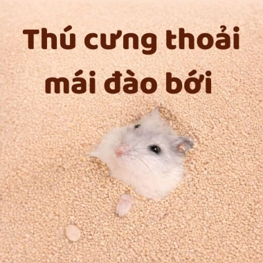 Lót Chuồng Mịn Cao Cấp Cho Chim, Hamster, Gà Rutin – Ít Bụi, Khử Mùi, Dễ Vệ Sinh, Giá 45.760₫ 6