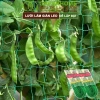 Lưới giàn cây leo 90x180cm - Bền, lắp nhanh, không viền, bầu mướp - 22.442₫ 7