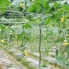 Lưới hỗ trợ cây trồng trong vườn - Khung leo núi cho đậu, giảm giá 46.559đ 8