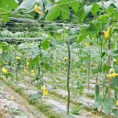 Lưới hỗ trợ cây trồng trong vườn - Khung leo núi cho đậu, giảm giá 46.559đ 8 Lưới hỗ trợ cây trồng trong vườn - Khung leo núi cho đậu, giảm giá 46.559đ 8
