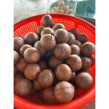Macca 1.5kg Loại 1 Size To Ngon Thơm Béo - Giá chỉ 385.000đ, giảm tới 80.850đ