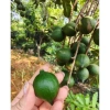 Macca 1.5kg Loại 1 Size To Ngon Thơm Béo - Giá chỉ 385.000đ, giảm tới 80.850đ 7