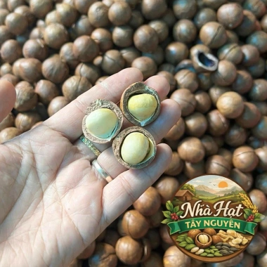 Macca Đắk Lắk hạt to nhân béo: Túi zip và lon PET, giá 119k cho Bàn Trà Tết 2 Macca Đắk Lắk hạt to nhân béo: Túi zip và lon PET, giá 119k cho Bàn Trà Tết 2