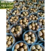 Macca Lâm Đồng 1kg - Hàng mới tươi ngon, giảm giá chỉ 93,100₫ 3