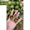 Macca Lâm Đồng 1kg - Hàng mới tươi ngon, giảm giá chỉ 93,100₫ 5