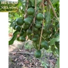 Macca Lâm Đồng 1kg - Hàng mới tươi ngon, giảm giá chỉ 93,100₫ 6