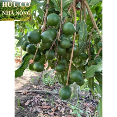 Macca Lâm Đồng 1kg - Hàng mới tươi ngon, giảm giá chỉ 93,100₫ 6 Macca Lâm Đồng 1kg - Hàng mới tươi ngon, giảm giá chỉ 93,100₫ 6