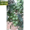 Macca Lâm Đồng 1kg - Hàng mới tươi ngon, giảm giá chỉ 93,100₫ 7