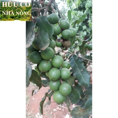 Macca Lâm Đồng 1kg - Hàng mới tươi ngon, giảm giá chỉ 93,100₫ 7 Macca Lâm Đồng 1kg - Hàng mới tươi ngon, giảm giá chỉ 93,100₫ 7