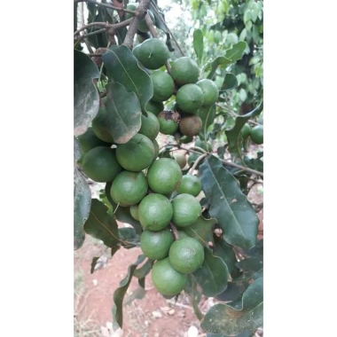 Macca Lâm Đồng 1kg - Hàng mới tươi ngon, giảm giá chỉ 93,100₫