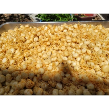 Macca nhân nướng mật ong caramel dừa khô 250g Túi zip hoặc Hũ PET giảm giá 182.000₫ 9