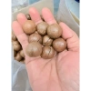 Macca Tân Bảo Ký Huế – Sức khỏe vàng, giá ưu đãi 109.000đ (giảm từ 135.160đ) 2