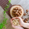 Macca to giòn ngậy, bùi béo 500g - Hạt dẻ thơm ngon, giảm còn 66.000₫ 7