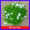 Mai Vạn Phúc - Cây cảnh sân vườn, giá ưu đãi 28.000 VND, đẹp, dễ chăm sóc