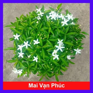 Mai Vạn Phúc - Cây cảnh sân vườn, giá ưu đãi 28.000 VND, đẹp, dễ chăm sóc