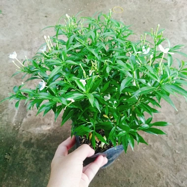 Mai Vạn Phúc - Cây cảnh sân vườn, giá ưu đãi 28.000 VND, đẹp, dễ chăm sóc 2