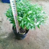 Mai Vạn Phúc - Cây cảnh sân vườn, giá ưu đãi 28.000 VND, đẹp, dễ chăm sóc 3