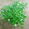 Mai Vạn Phúc - Cây cảnh sân vườn, giá ưu đãi 28.000 VND, đẹp, dễ chăm sóc 4