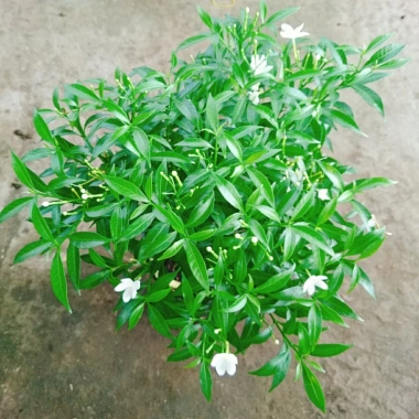 Mai Vạn Phúc - Cây cảnh sân vườn, giá ưu đãi 28.000 VND, đẹp, dễ chăm sóc 4
