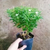 Mai Vạn Phúc - Cây cảnh sân vườn, giá ưu đãi 28.000 VND, đẹp, dễ chăm sóc 5