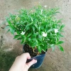 Mai Vạn Phúc - Cây cảnh sân vườn, giá ưu đãi 28.000 VND, đẹp, dễ chăm sóc 6