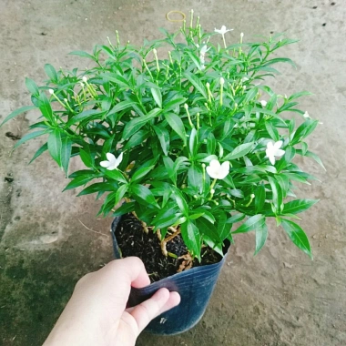 Mai Vạn Phúc - Cây cảnh sân vườn, giá ưu đãi 28.000 VND, đẹp, dễ chăm sóc 6